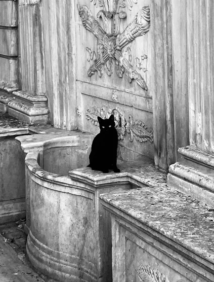 Oymalı mermer bir çeşmenin teknesinde oturan siyah kedi